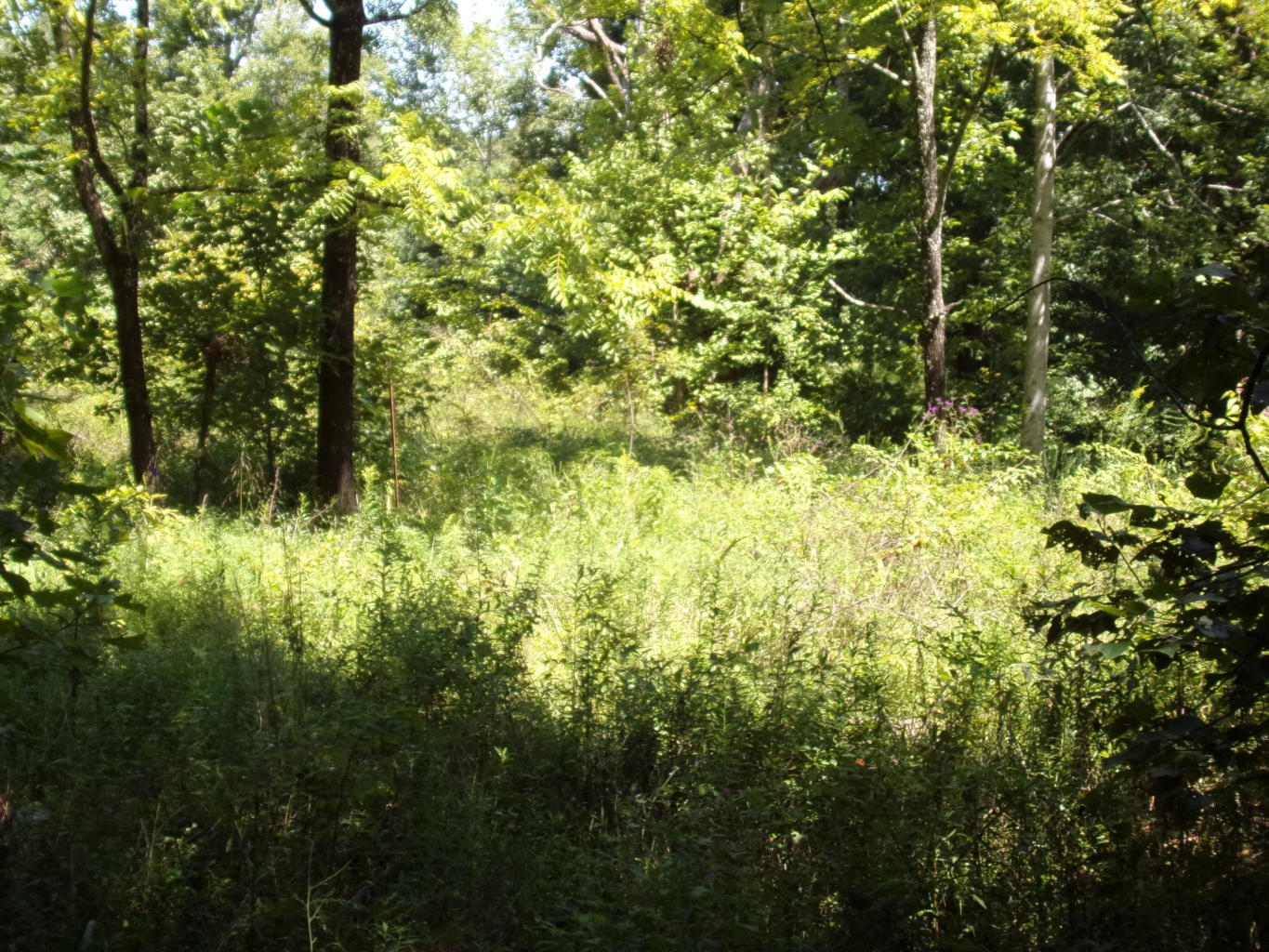 128 Bell Summers Road Pikeville, TN 37367 - Photo 25 of 36 20190830193103964948000000-o