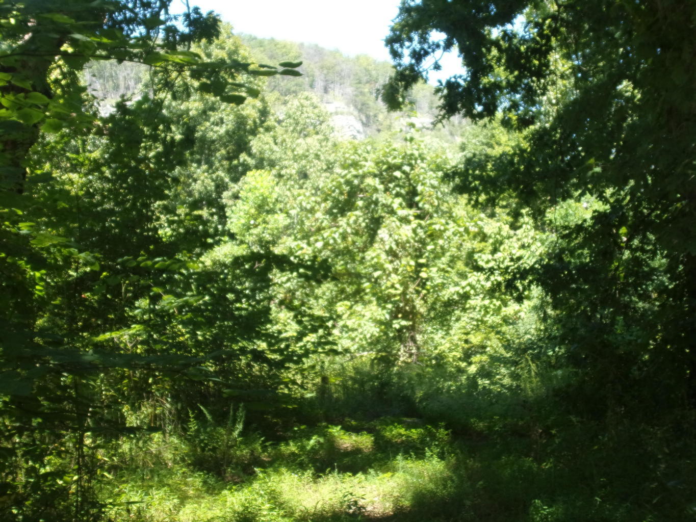 128 Bell Summers Road Pikeville, TN 37367 - Photo 26 of 36 20190830193107510497000000-o