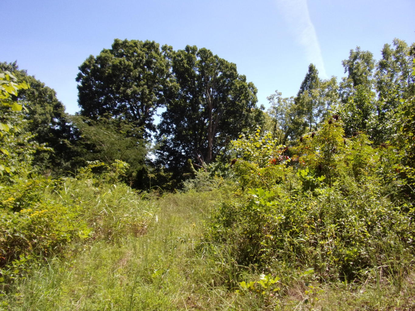 128 Bell Summers Road Pikeville, TN 37367 - Photo 28 of 36 20190830193115675738000000-o