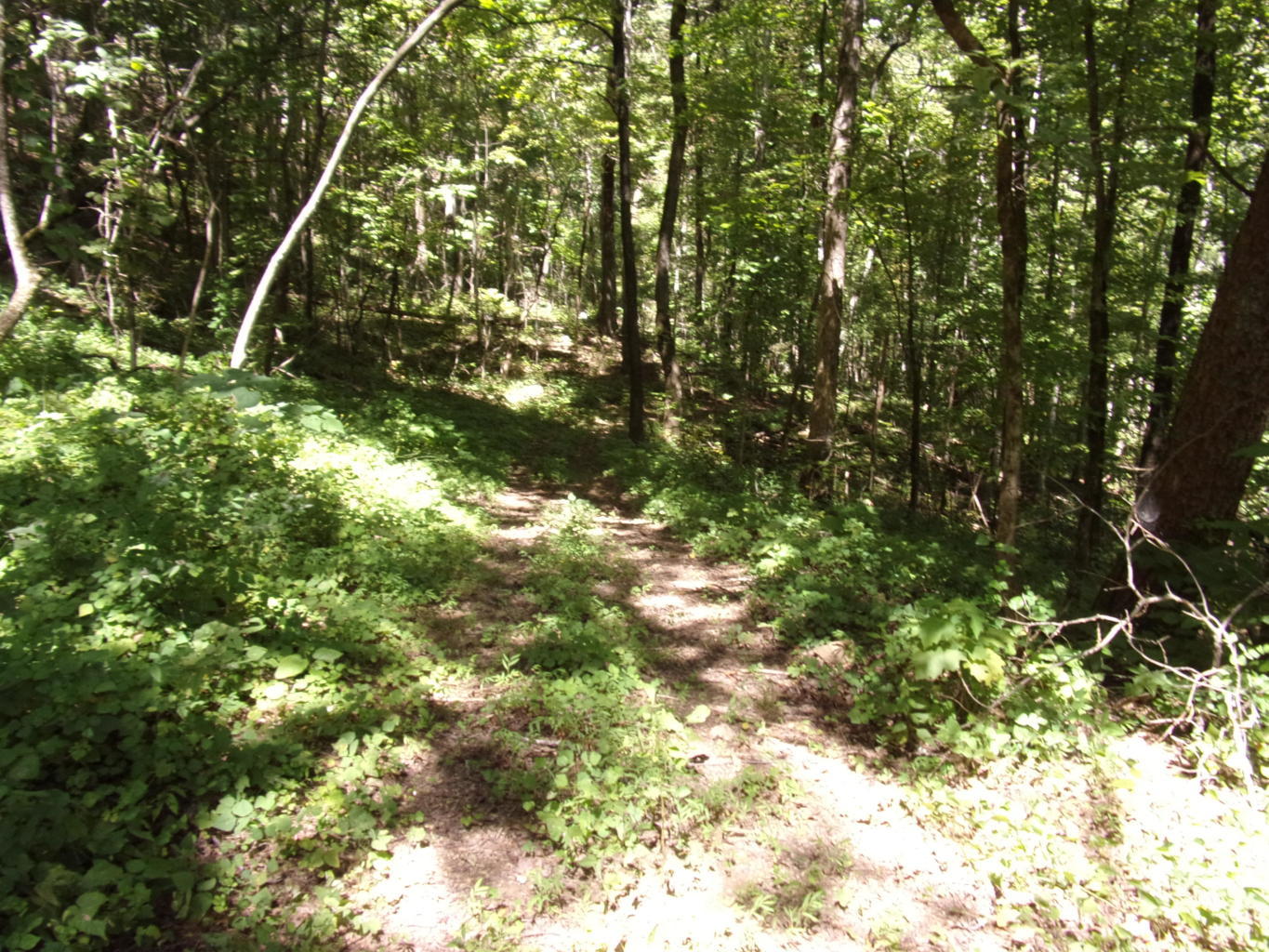 128 Bell Summers Road Pikeville, TN 37367 - Photo 30 of 36 20190830193123173039000000-o