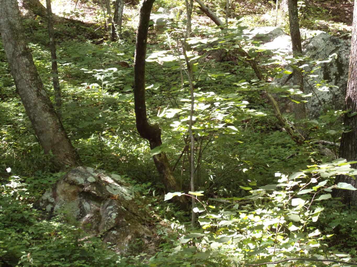 128 Bell Summers Road Pikeville, TN 37367 - Photo 31 of 36 20190830193130472052000000-o