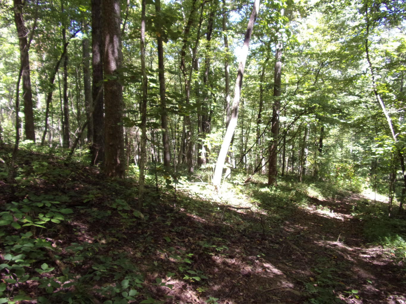128 Bell Summers Road Pikeville, TN 37367 - Photo 34 of 36 20190830193150959701000000-o