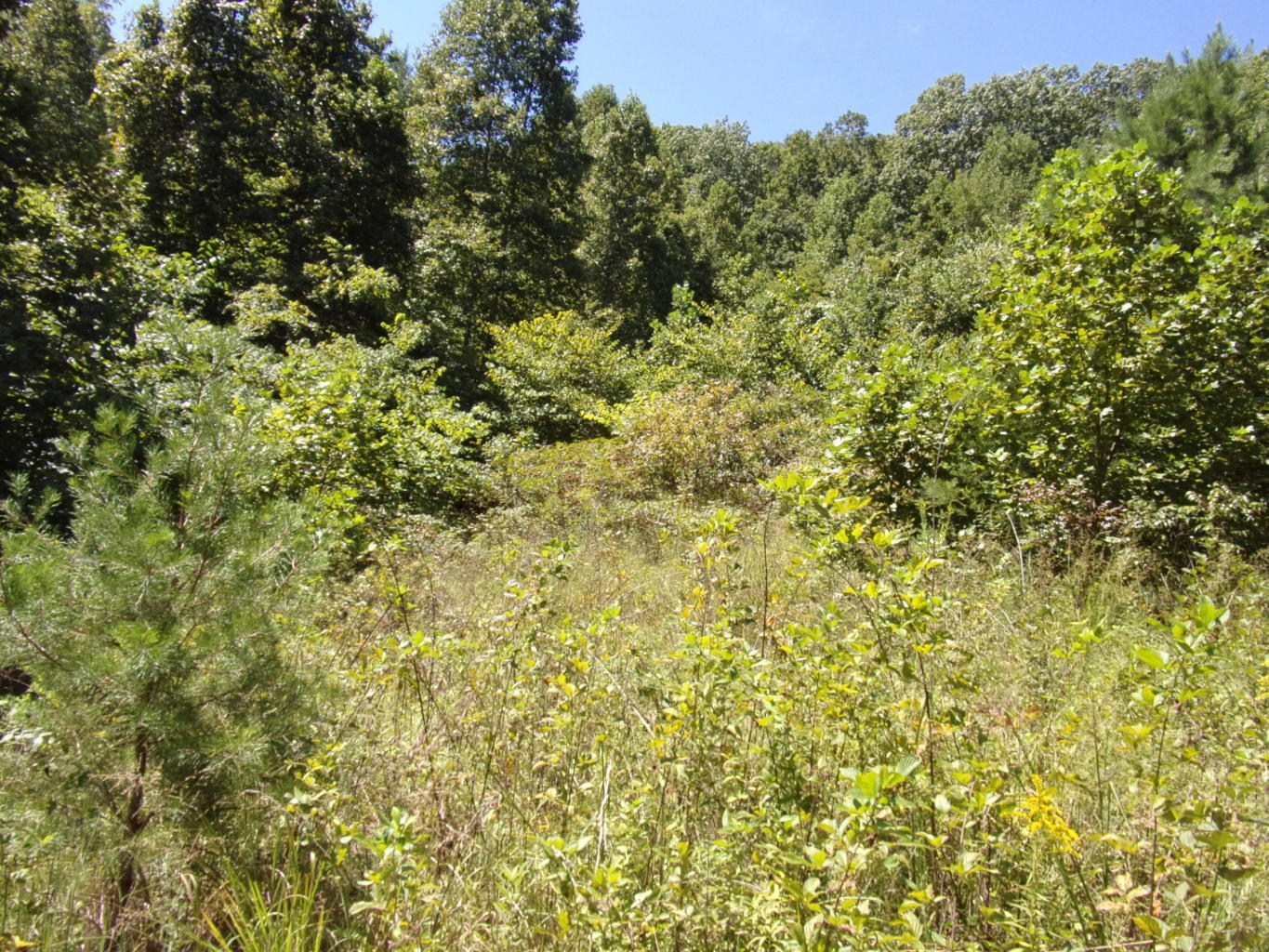 128 Bell Summers Road Pikeville, TN 37367 - Photo 8 of 36 20190830193000117683000000-o