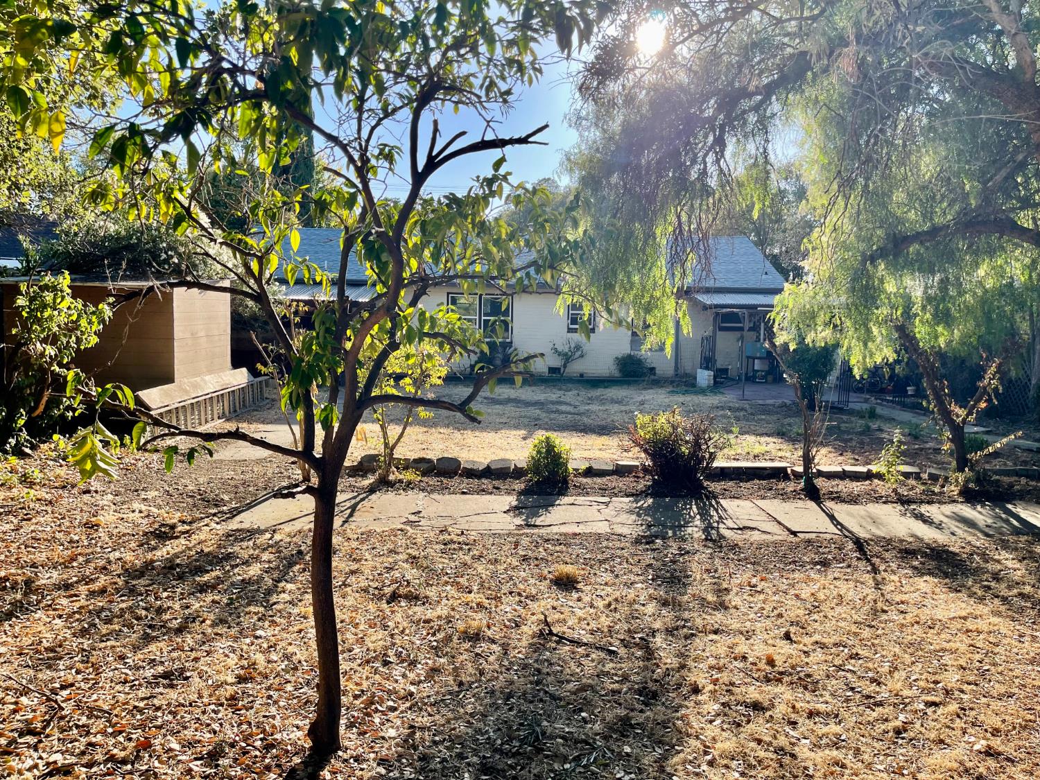 1736 6th Street Concord, CA 94519 - Photo 53 of 64 a view of a yard with plants