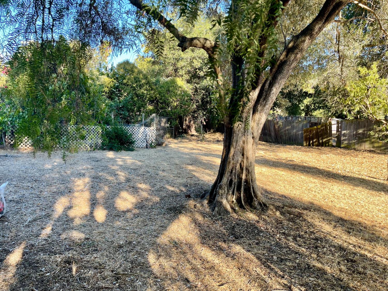 1736 6th Street Concord, CA 94519 - Photo 60 of 64 a view of a yard with a tree