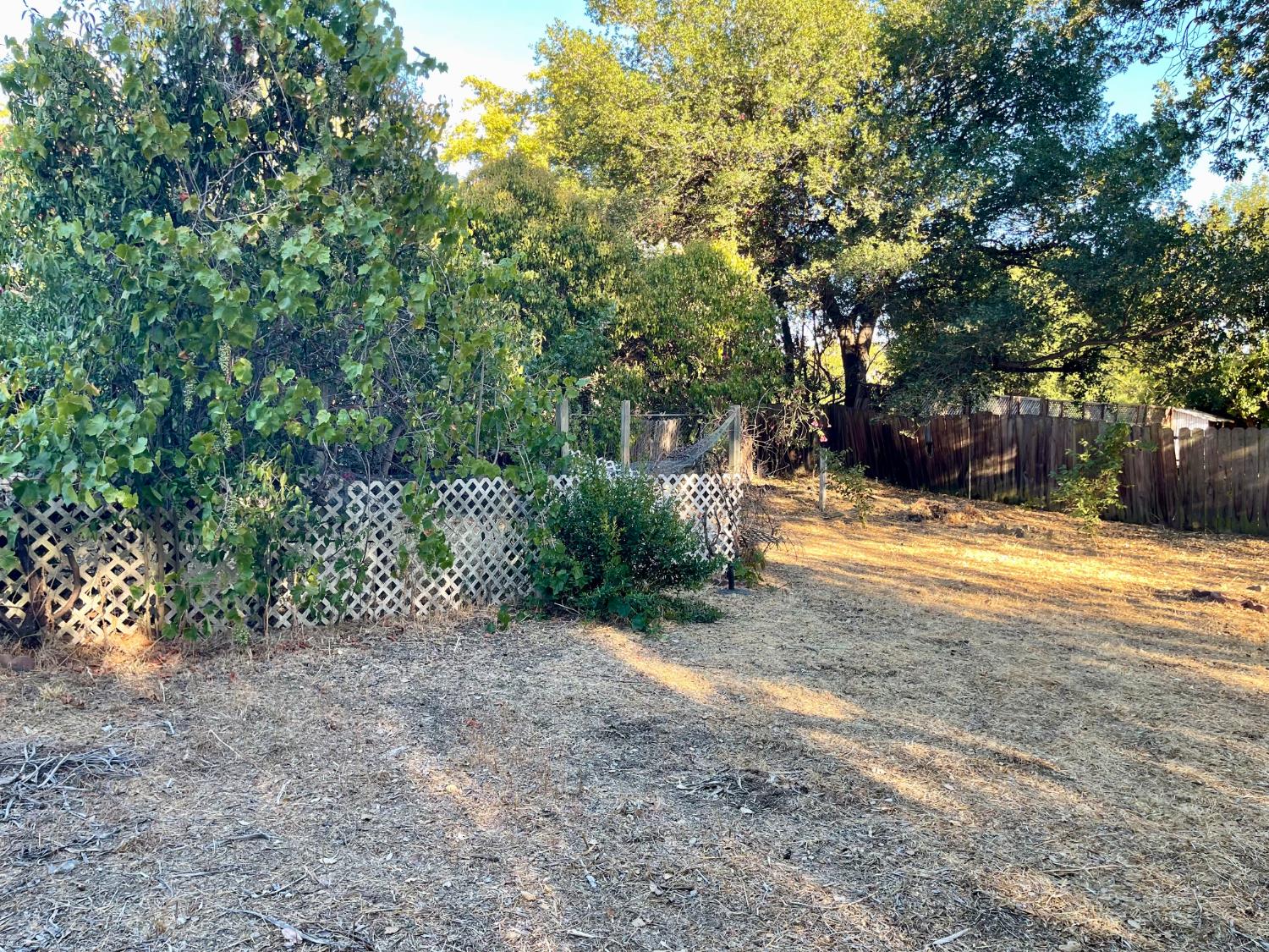 1736 6th Street Concord, CA 94519 - Photo 62 of 64 a view of a yard with plants and trees