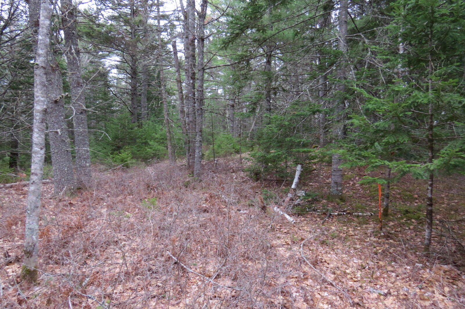 23 Porcupine Road Sullivan, ME 04664 - Photo 3 of 27 IMG_0202