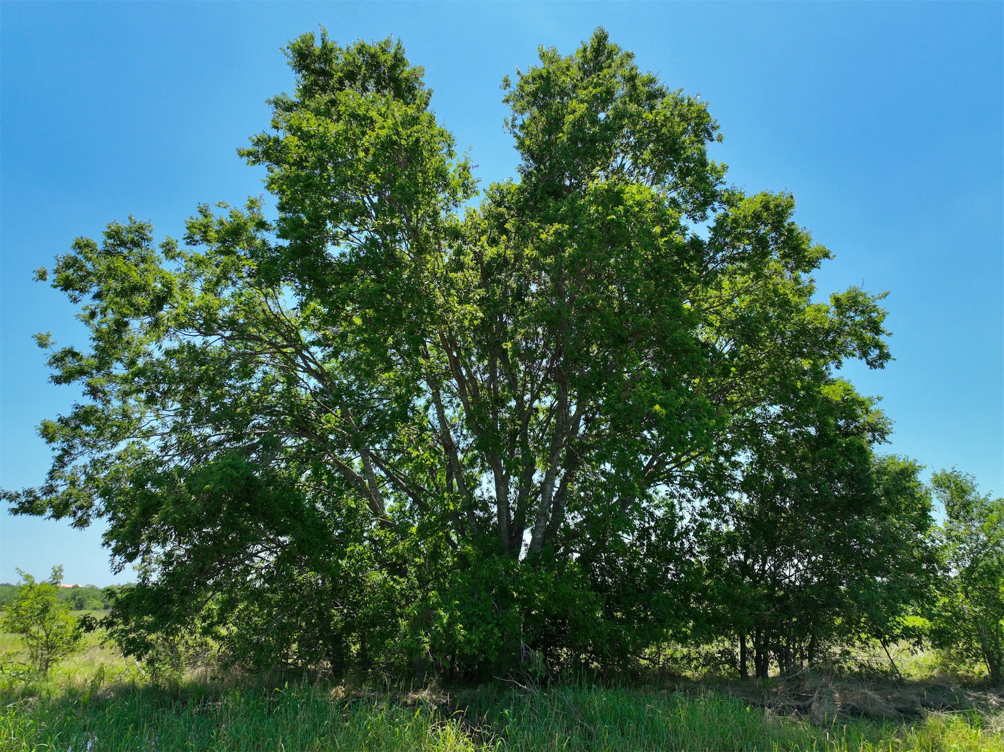 Lot 1 Cr 142 Road Cameron, TX 76520 - Photo 4 of 7 Mature trees offer natural shade and a vibrant green backdrop for your future home.