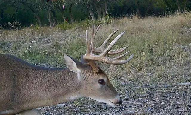 a view of an ocean and a yard