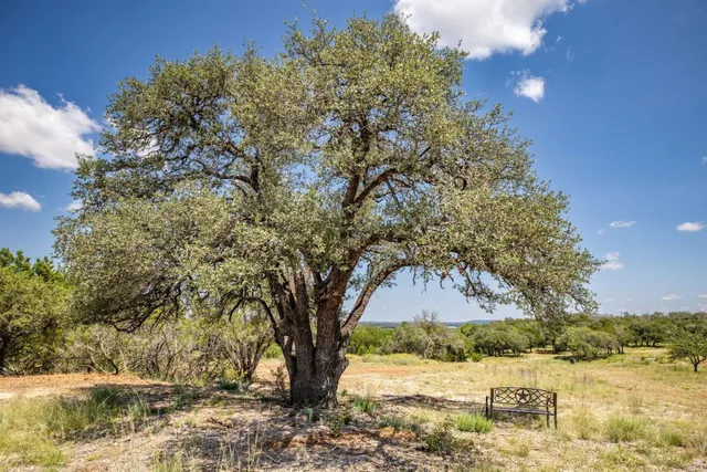 a view of a plant with a plant