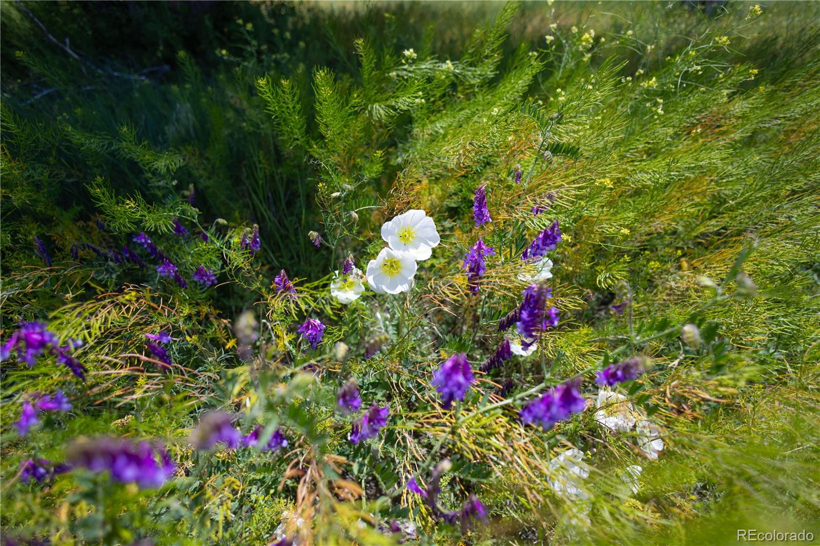 23655 East Garrett Road Calhan, CO 80808 - Photo 12 of 24 a flower view