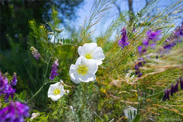 a view of a flower in a garden