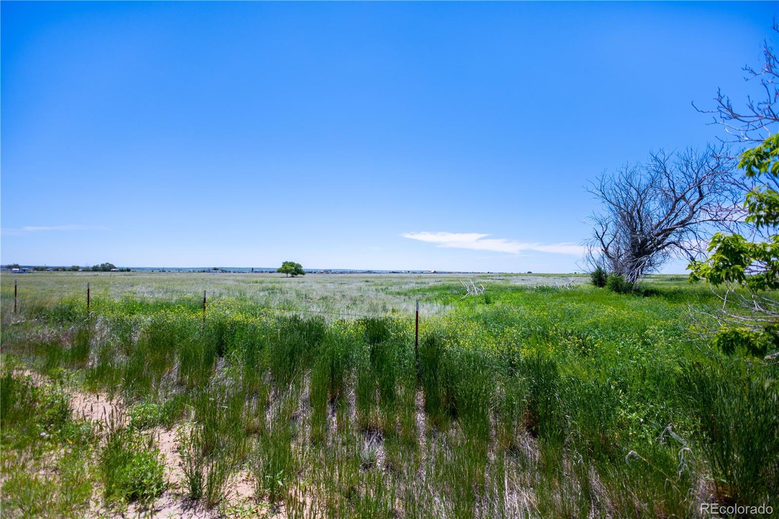 23655 East Garrett Road Calhan, CO 80808 - Photo 7 of 24 a view of yard with grass and trees