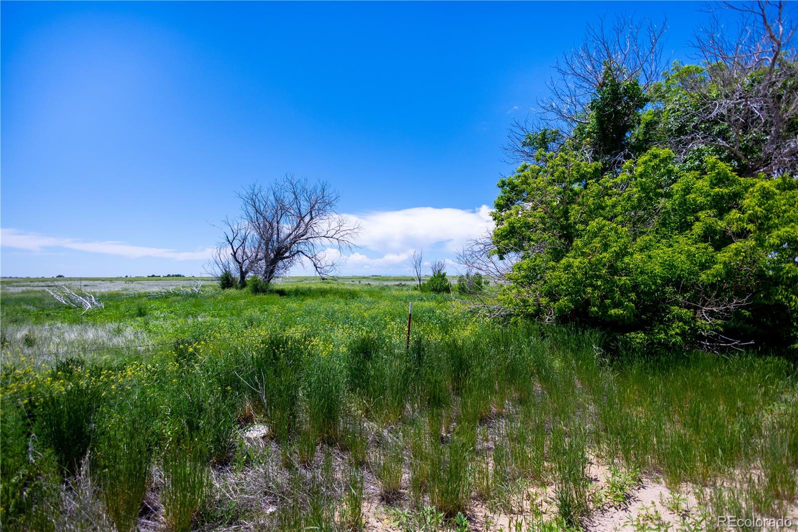 23655 East Garrett Road Calhan, CO 80808 - Photo 8 of 24 a backyard of a house with lots of green space and trees all around