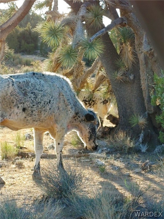 21563 South Javalina Road Yucca, AZ 86438 - Photo 33 of 37 Gallery Image 33