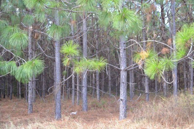Tbd Liberty Road Pansey, AL 36370 - Photo 1 of 1