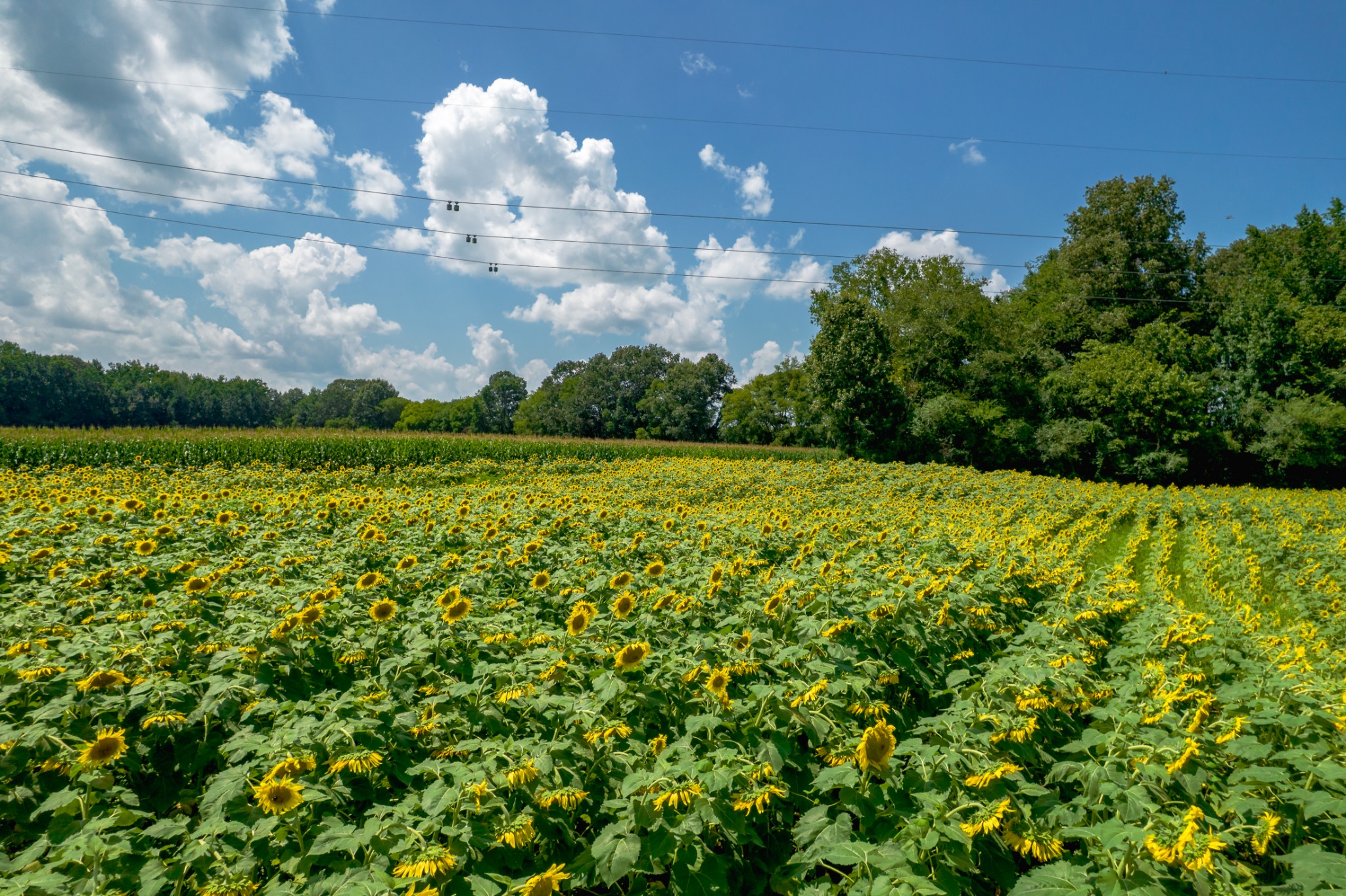 5829 County Road 6 Florence, AL 35633 - Photo 25 of 32 a view of a golf course with a lake