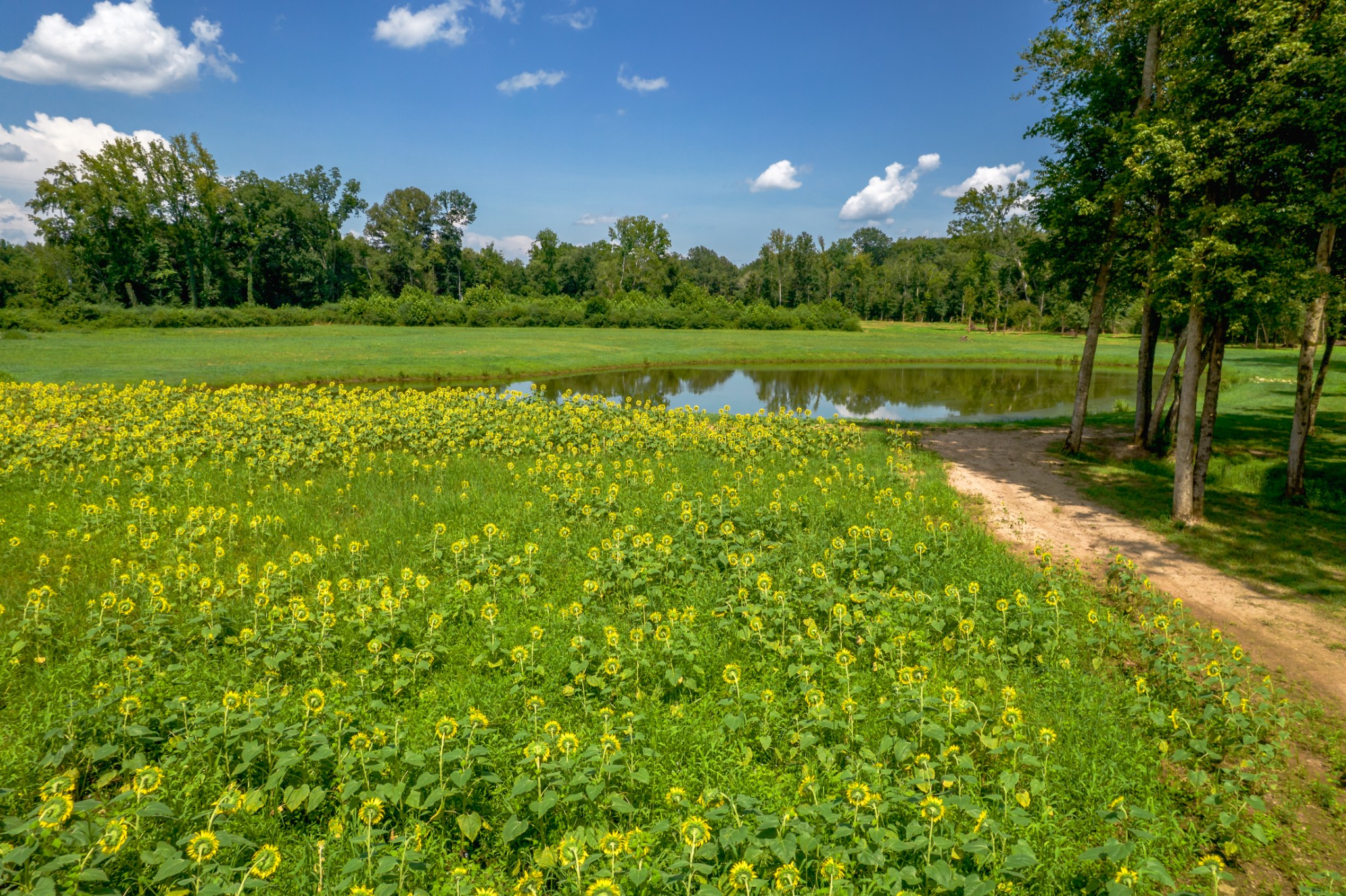 5829 County Road 6 Florence, AL 35633 - Photo 26 of 32 a view of a golf course with a big yard