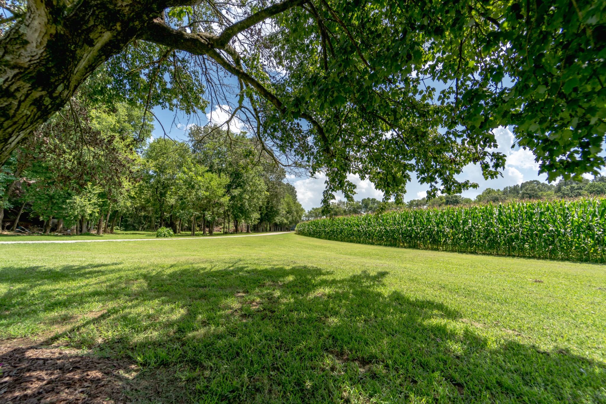 5829 County Road 6 Florence, AL 35633 - Photo 31 of 32 a view of a field with trees in the background