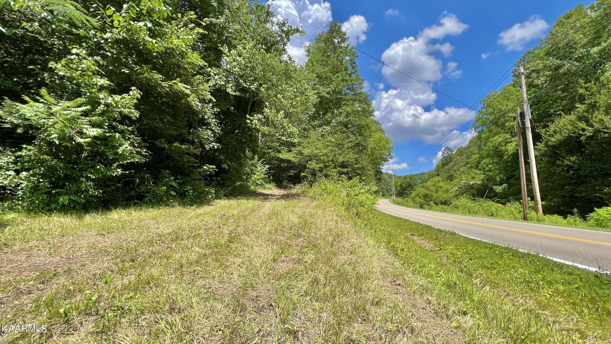 4965 Jones Cove Road Cosby, TN 37722 - Photo 16 of 50 a view of a yard with plants and large trees
