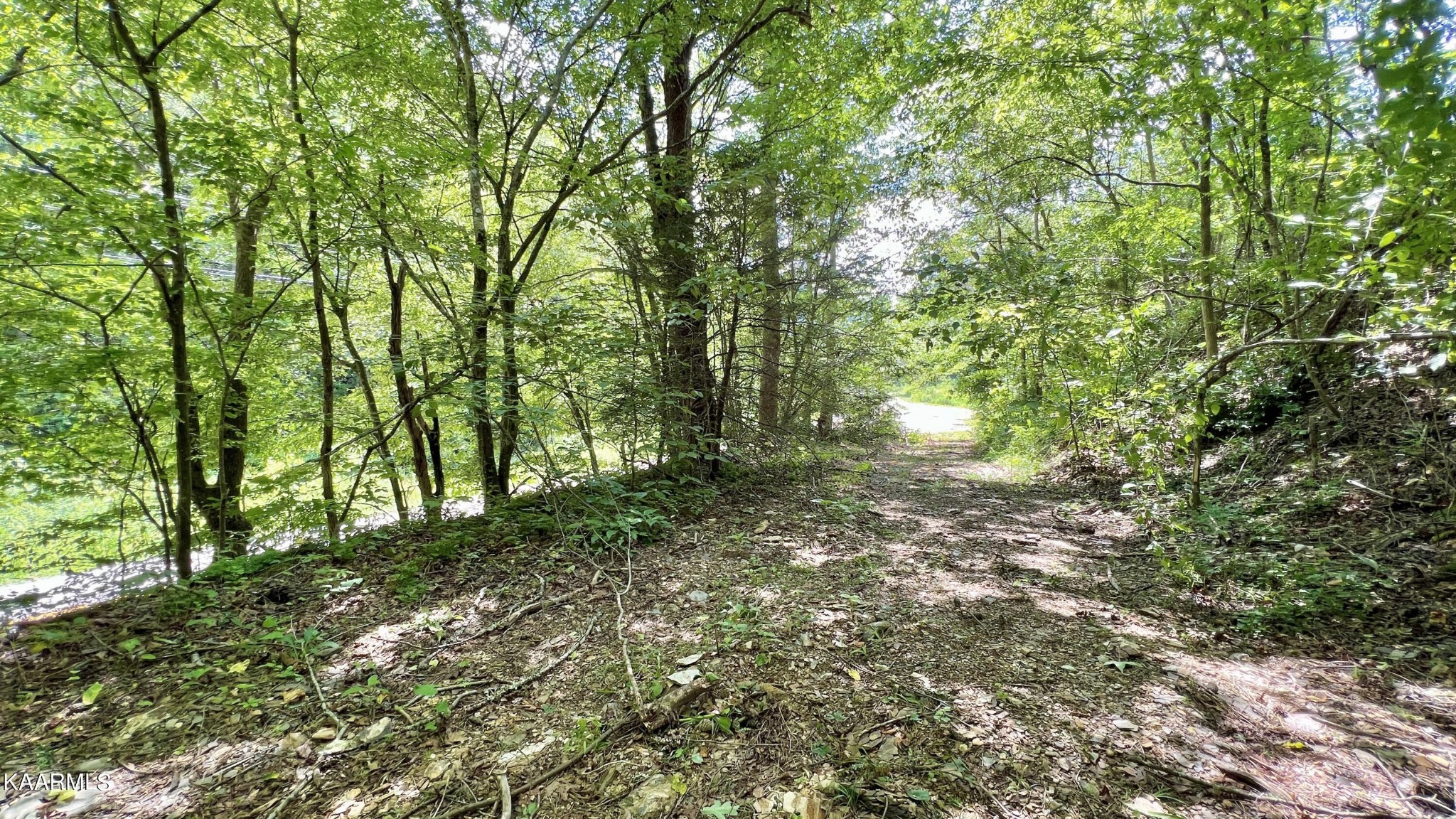 4965 Jones Cove Road Cosby, TN 37722 - Photo 18 of 50 a view of forest