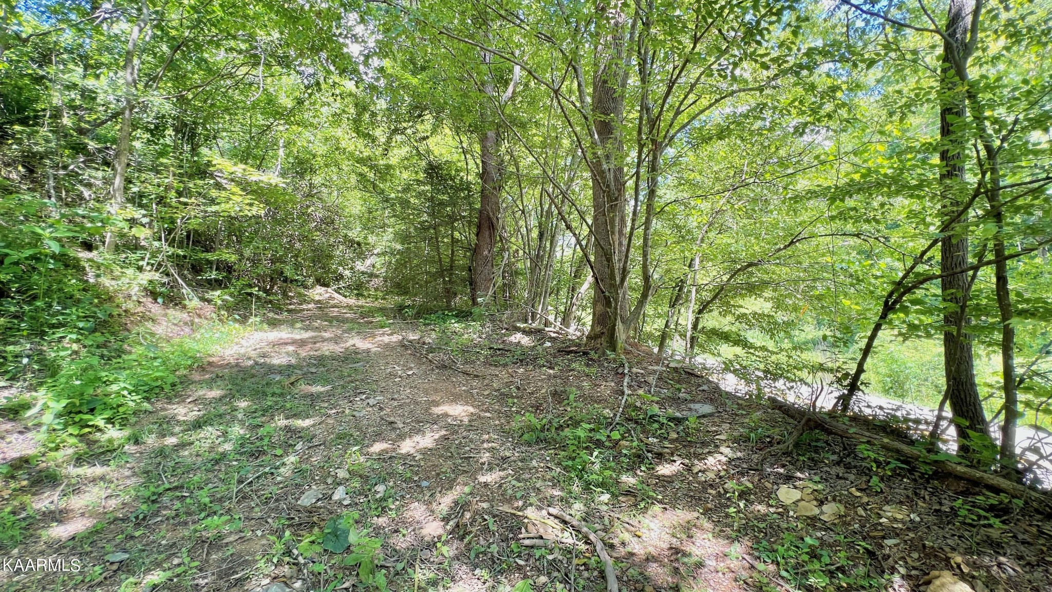 4965 Jones Cove Road Cosby, TN 37722 - Photo 19 of 50 a view of outdoor space and tree