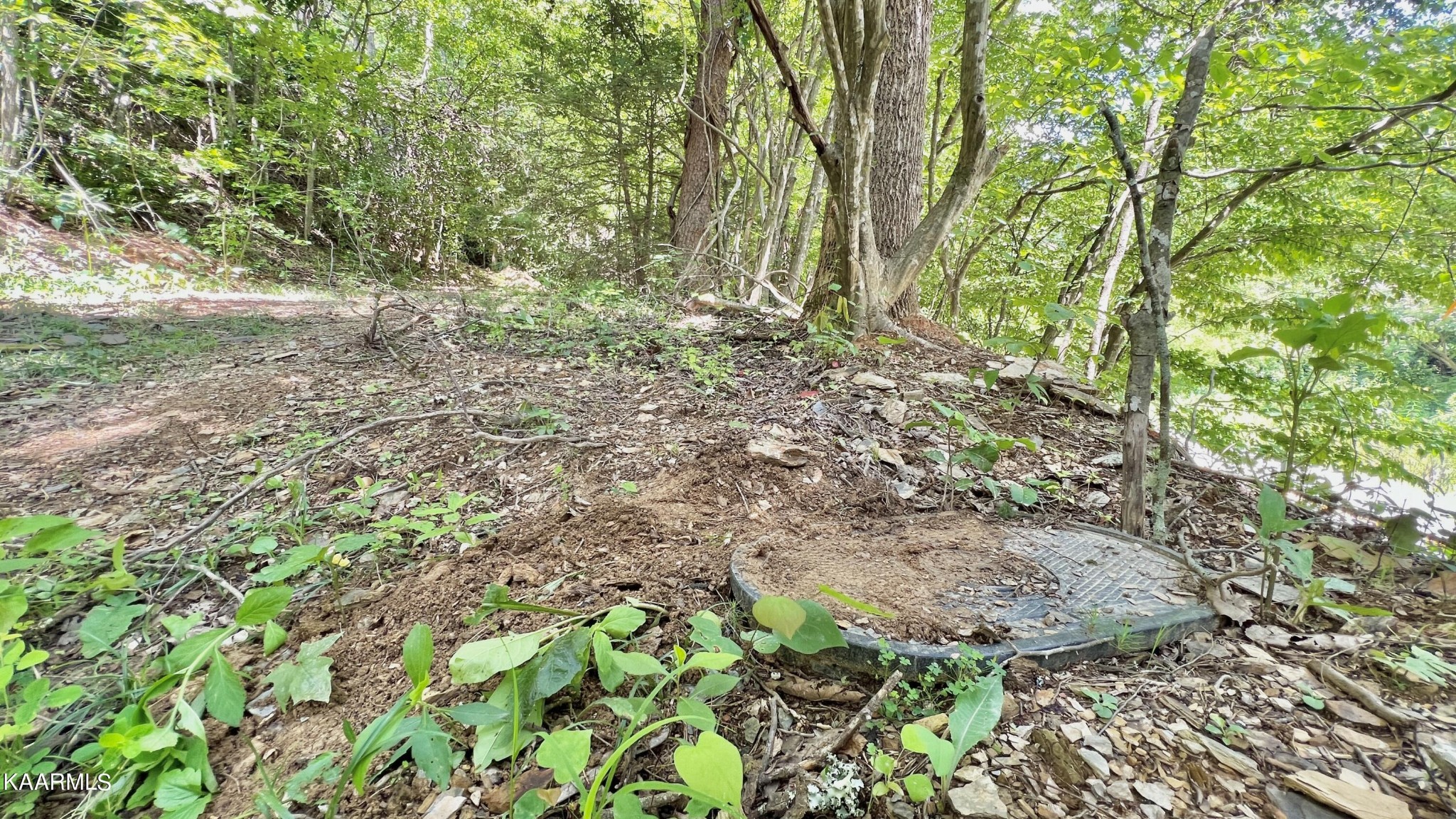4965 Jones Cove Road Cosby, TN 37722 - Photo 20 of 50 a view of a yard with plants and trees