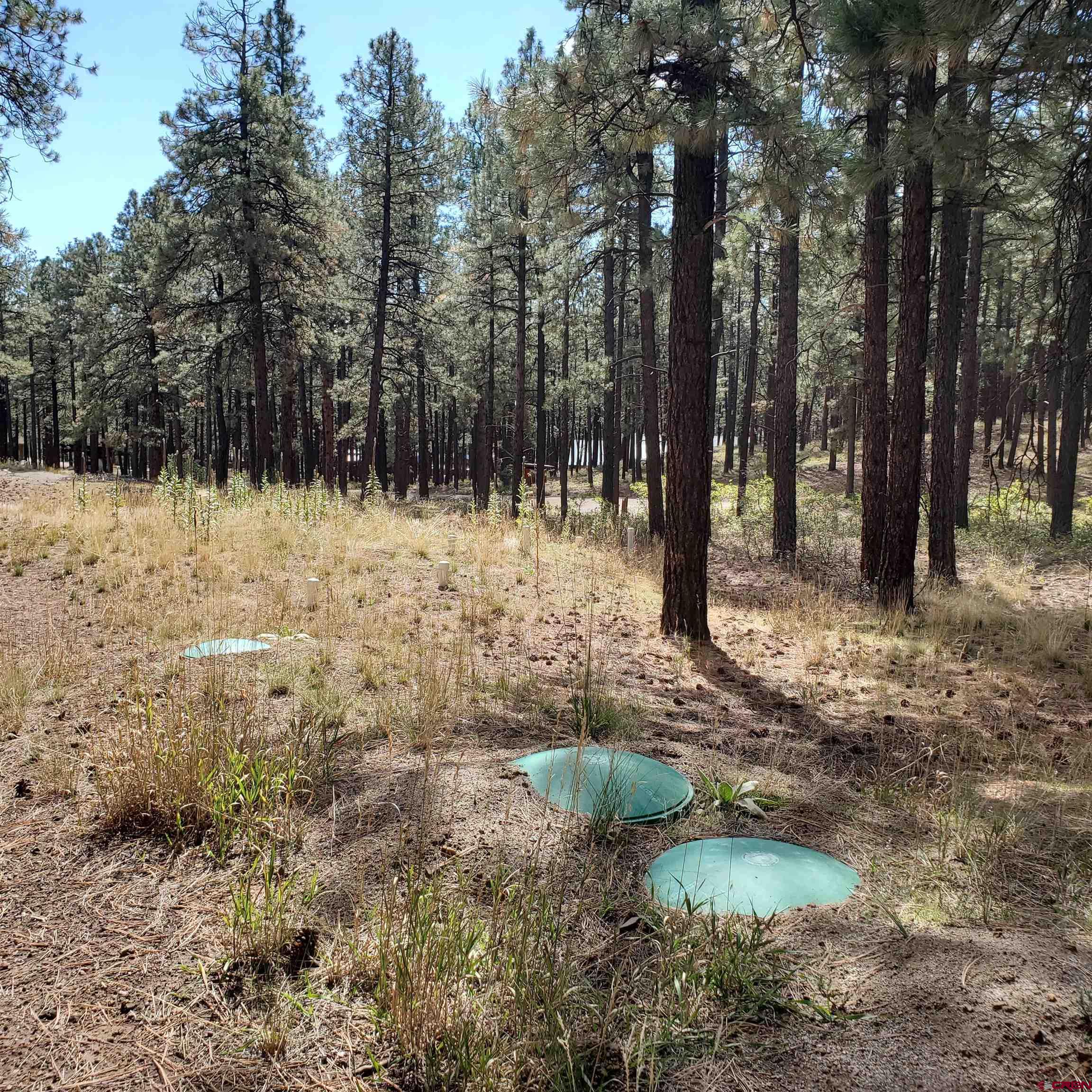 282 Pine Lane Bayfield, CO 81122 - Photo 12 of 16 a view of a yard with trees