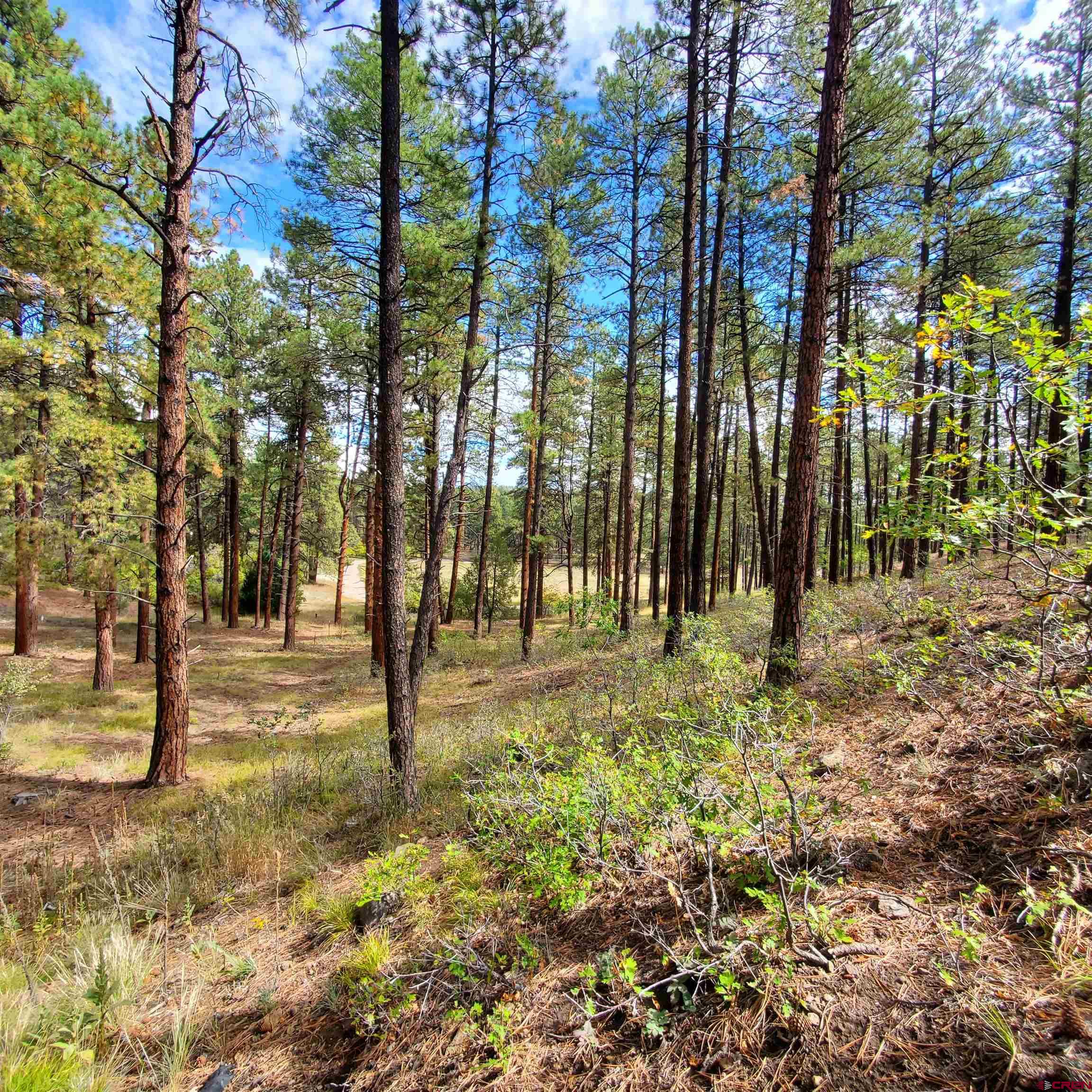 282 Pine Lane Bayfield, CO 81122 - Photo 14 of 16 a view of yard