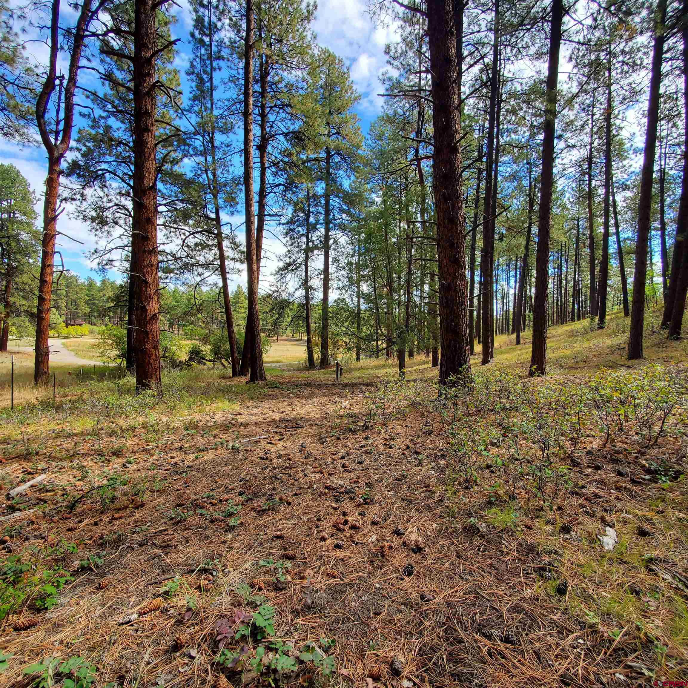 282 Pine Lane Bayfield, CO 81122 - Photo 15 of 16 a backyard of a house with lots of green space