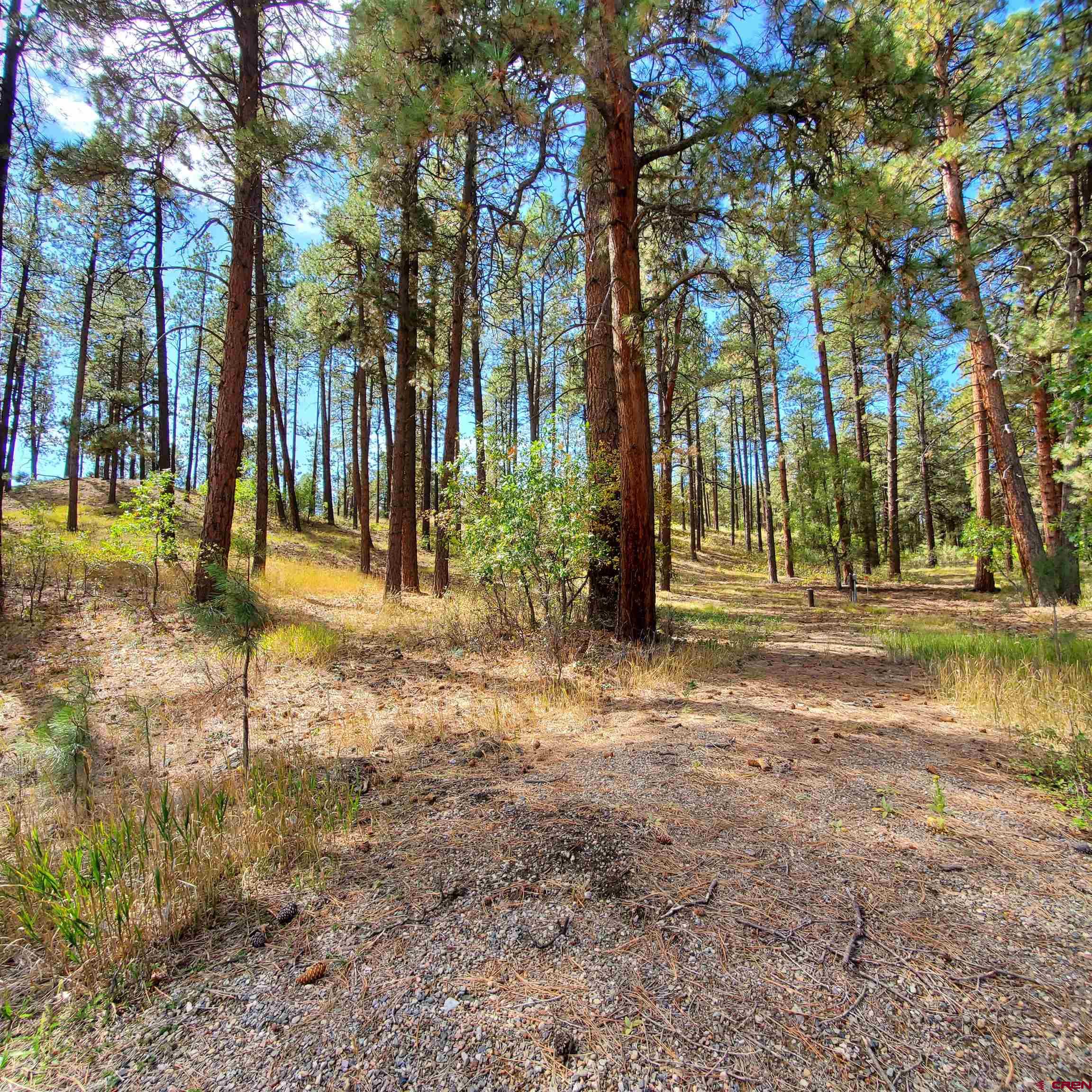282 Pine Lane Bayfield, CO 81122 - Photo 3 of 16 a backyard of a house with lots of green space
