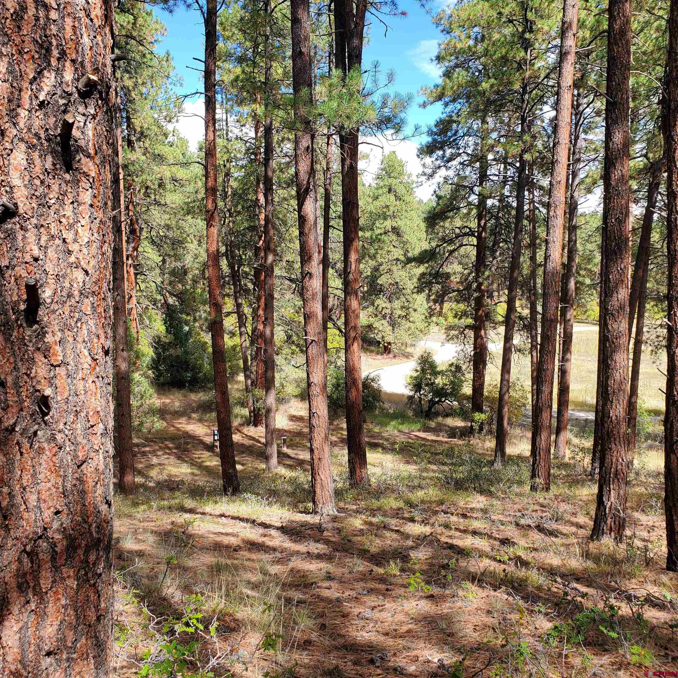 282 Pine Lane Bayfield, CO 81122 - Photo 4 of 16 a view of outdoor space with lots of trees