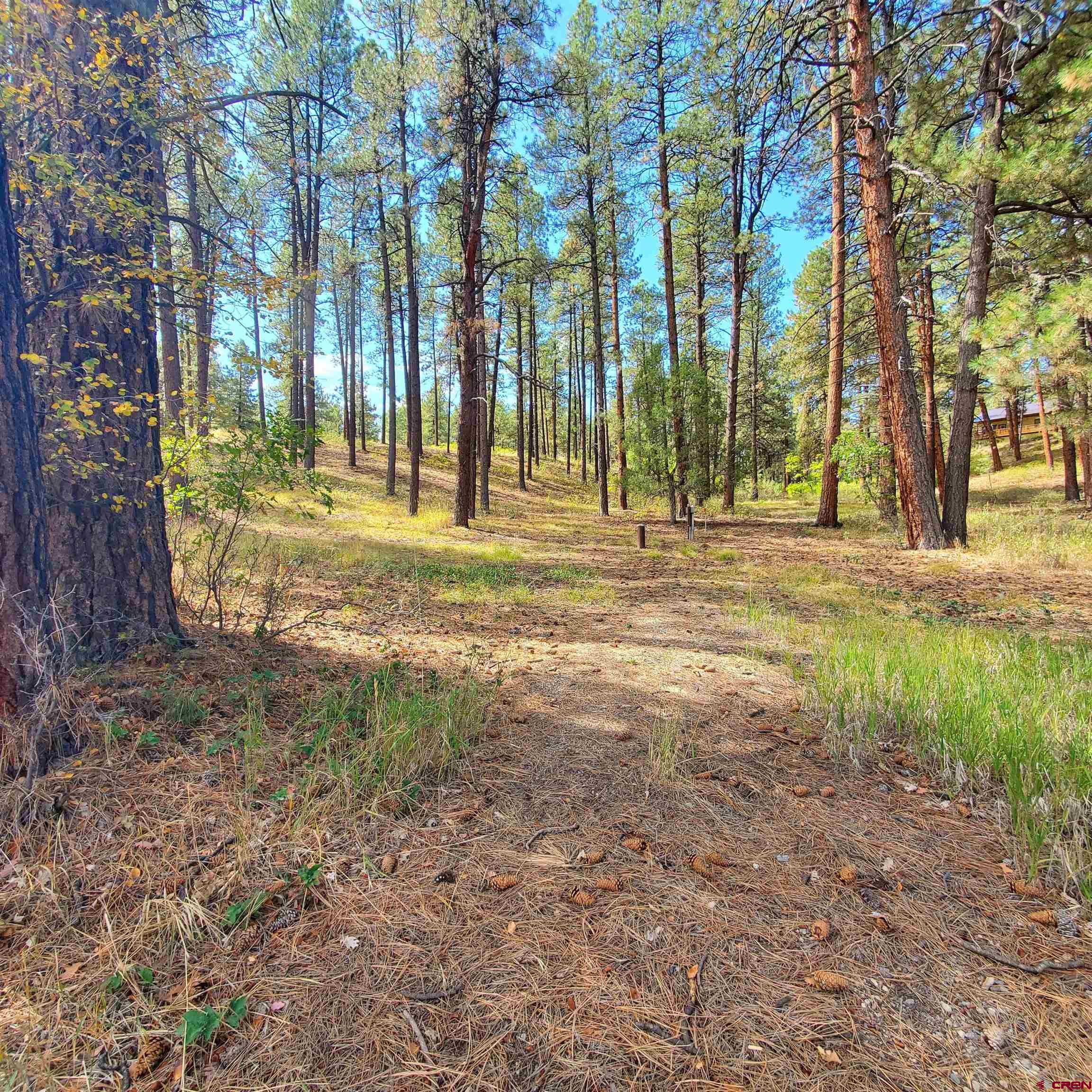 282 Pine Lane Bayfield, CO 81122 - Photo 6 of 16 a view of a park with large trees