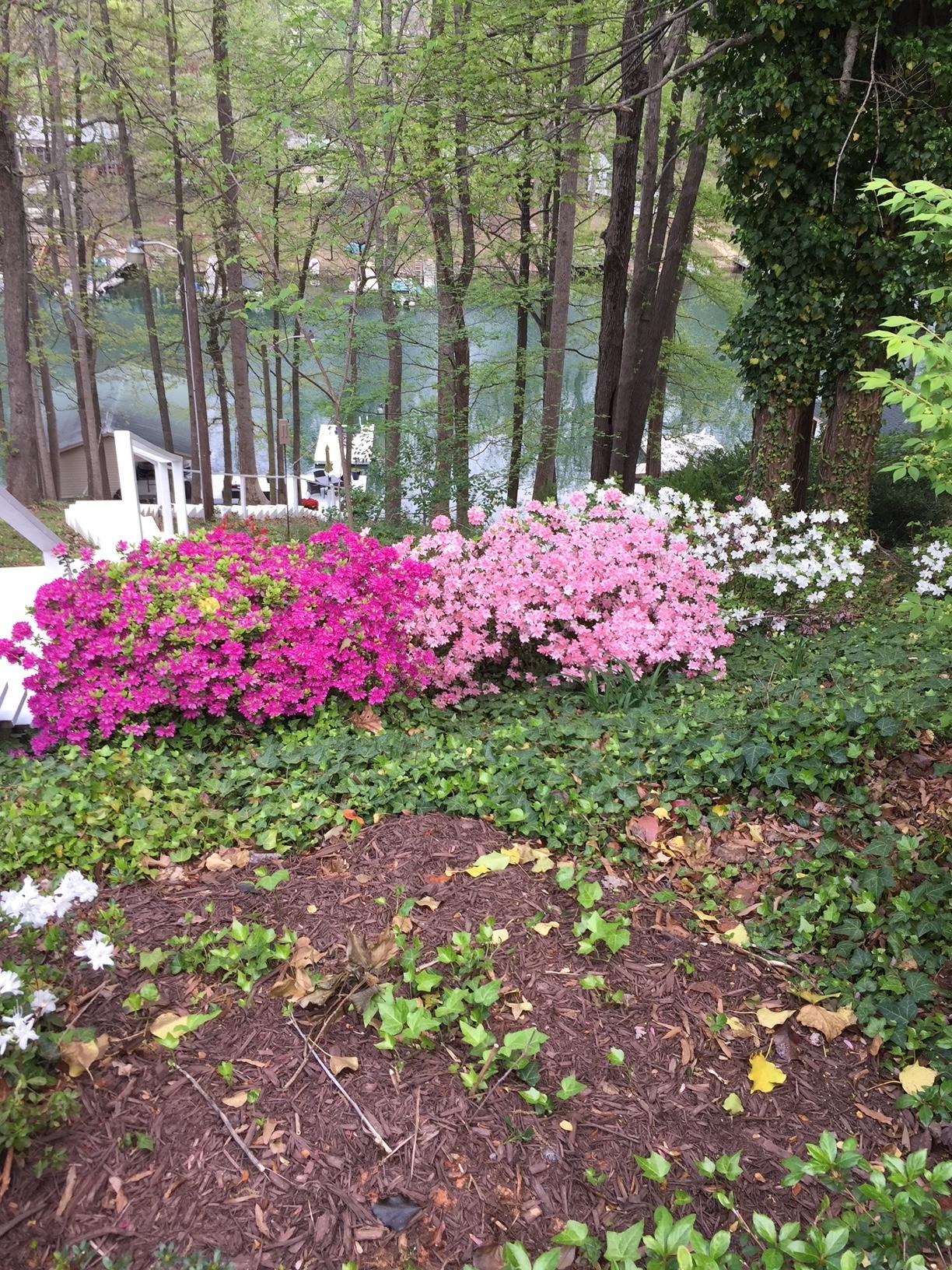 232 Munsons Road Penhook, VA 24137 - Photo 7 of 50 a view of a yard with flowers and tree