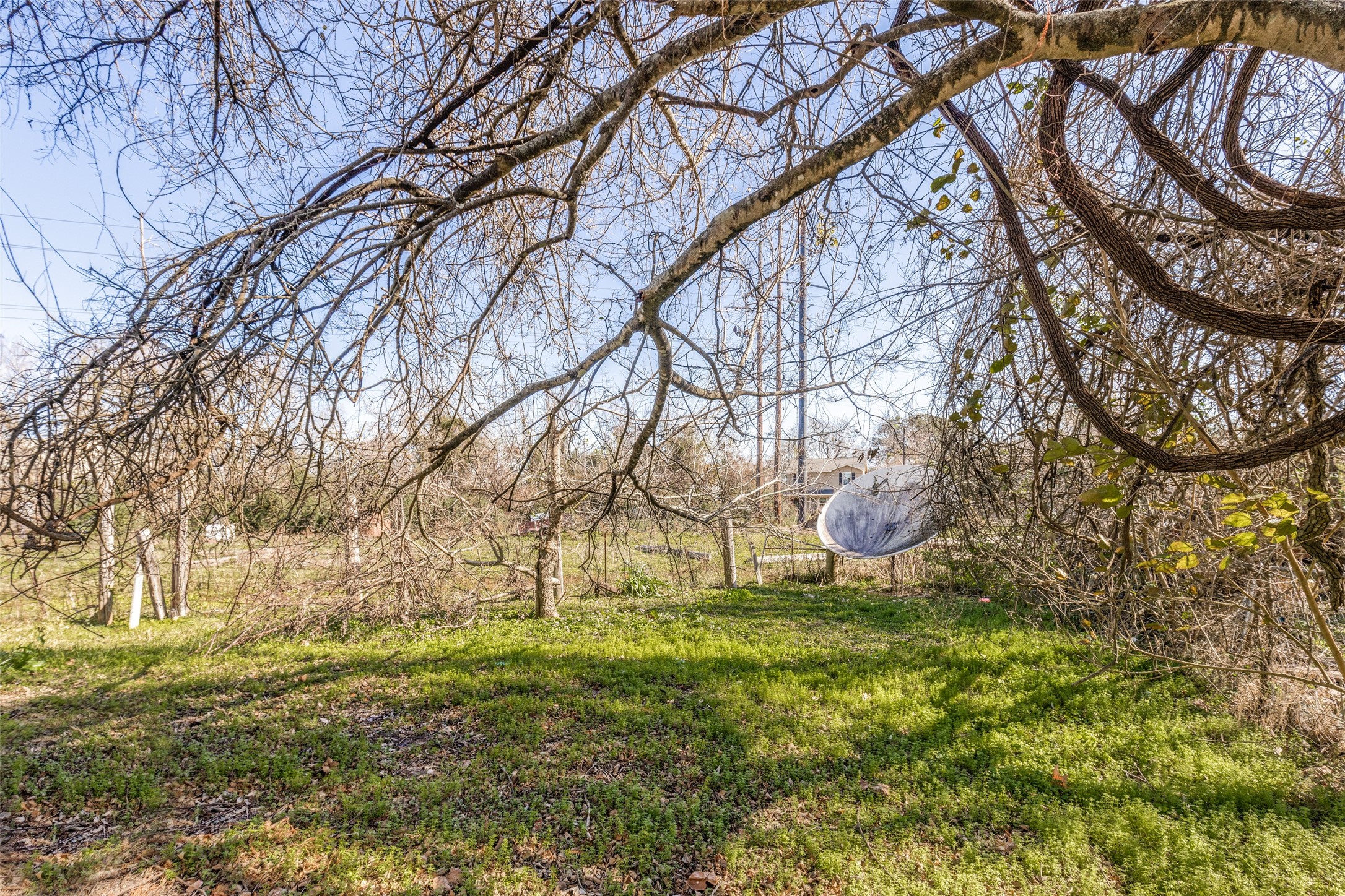 301 Albert Street La Marque, TX 77568 - Photo 20 of 22 a view of yard with tree