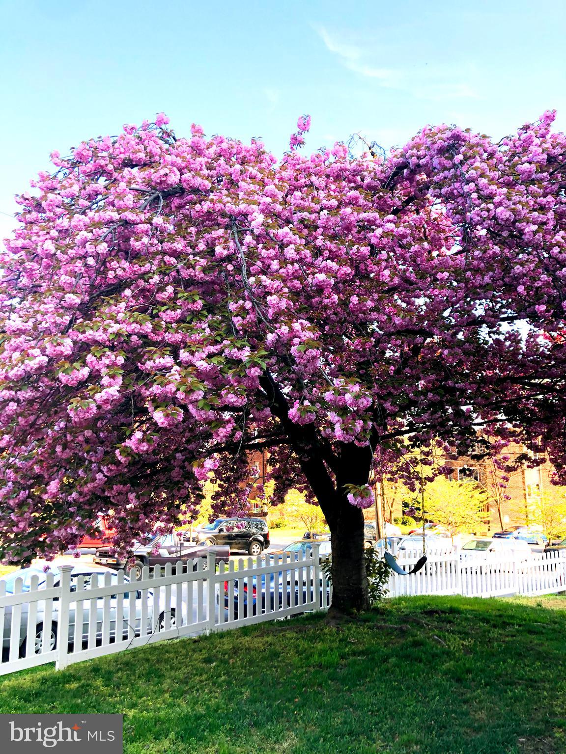 8816 Glenville Road Silver Spring, MD 20901 - Photo 33 of 34