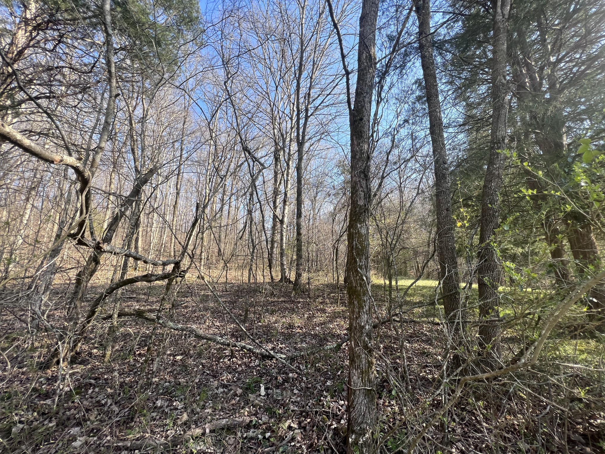 285 Spring Creek Road Lawrenceburg, TN 38464 - Photo 12 of 45 a view of yard