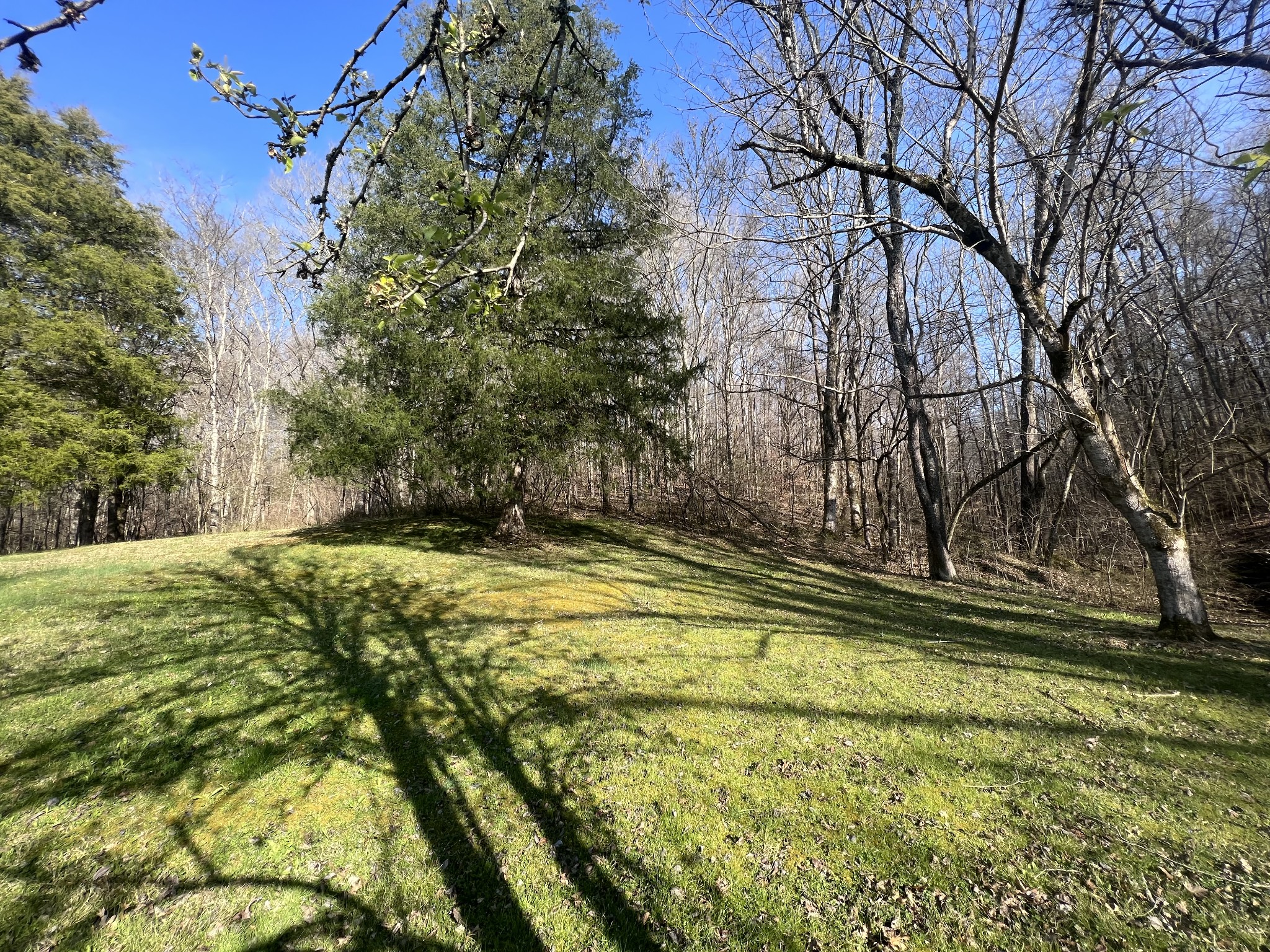 285 Spring Creek Road Lawrenceburg, TN 38464 - Photo 14 of 45 a view of a yard with large trees