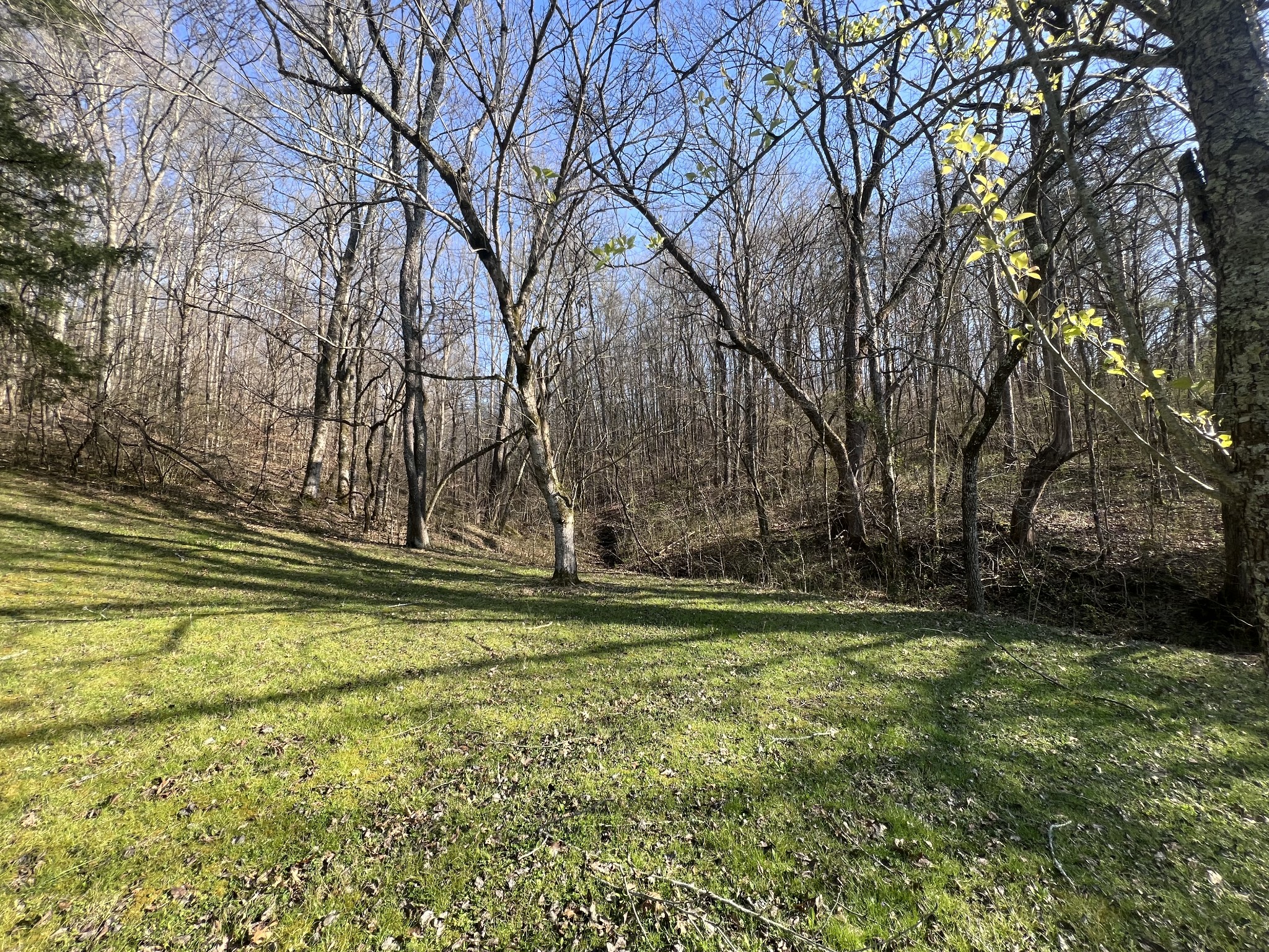 285 Spring Creek Road Lawrenceburg, TN 38464 - Photo 15 of 45 a view of outdoor space and yard