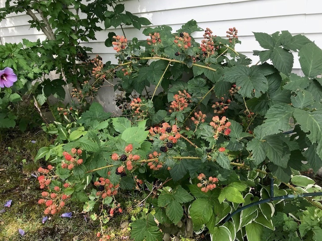 4 Valente Drive Worcester, MA 01604 - Photo 37 of 42