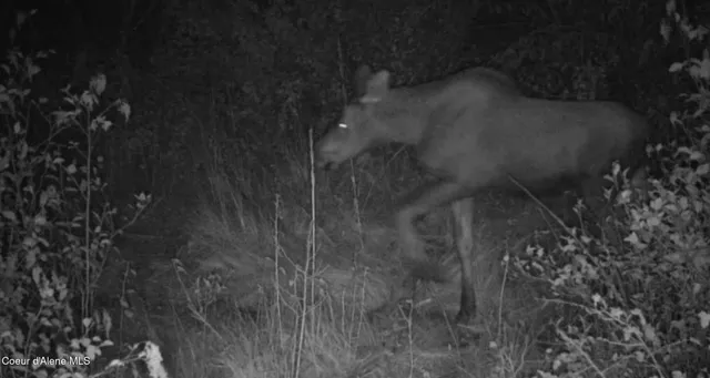 $115,000 | 0 Loper Lane, Desmet, ID 83824