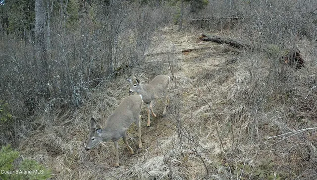 $115,000 | 0 Loper Lane, Desmet, ID 83824