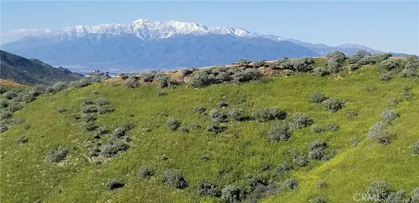 a view of a lush green forest with lots of trees