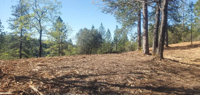 a view of a yard with large trees