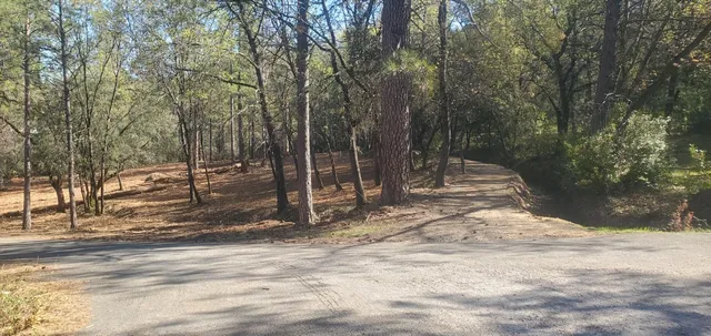 a view of a tree with a yard