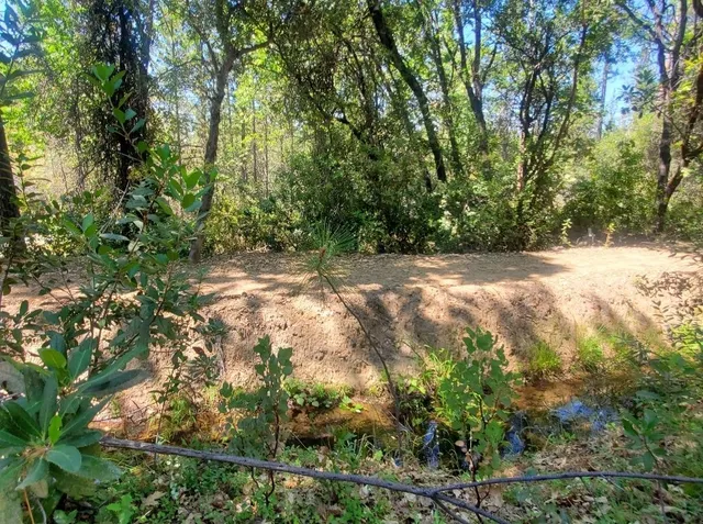 a view of a yard with plants and large trees
