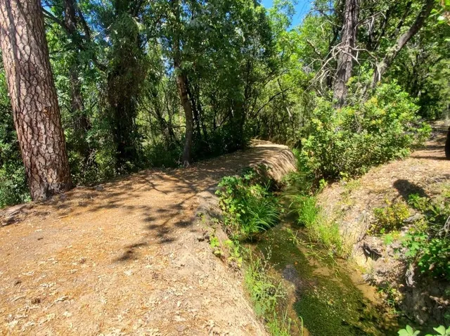 a view of a yard with plants and trees