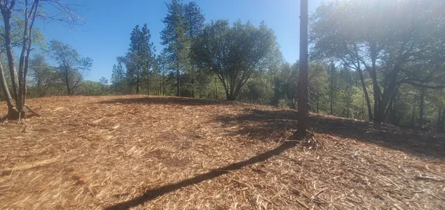 a view of a yard with trees on both side of the road