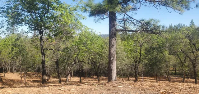 a view of a forest filled with trees
