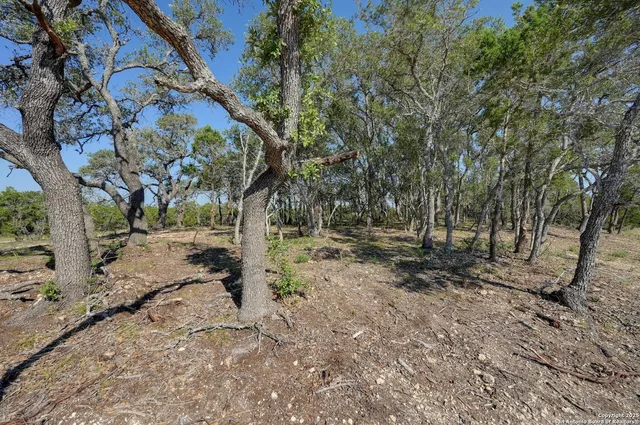 a view of a forest with trees